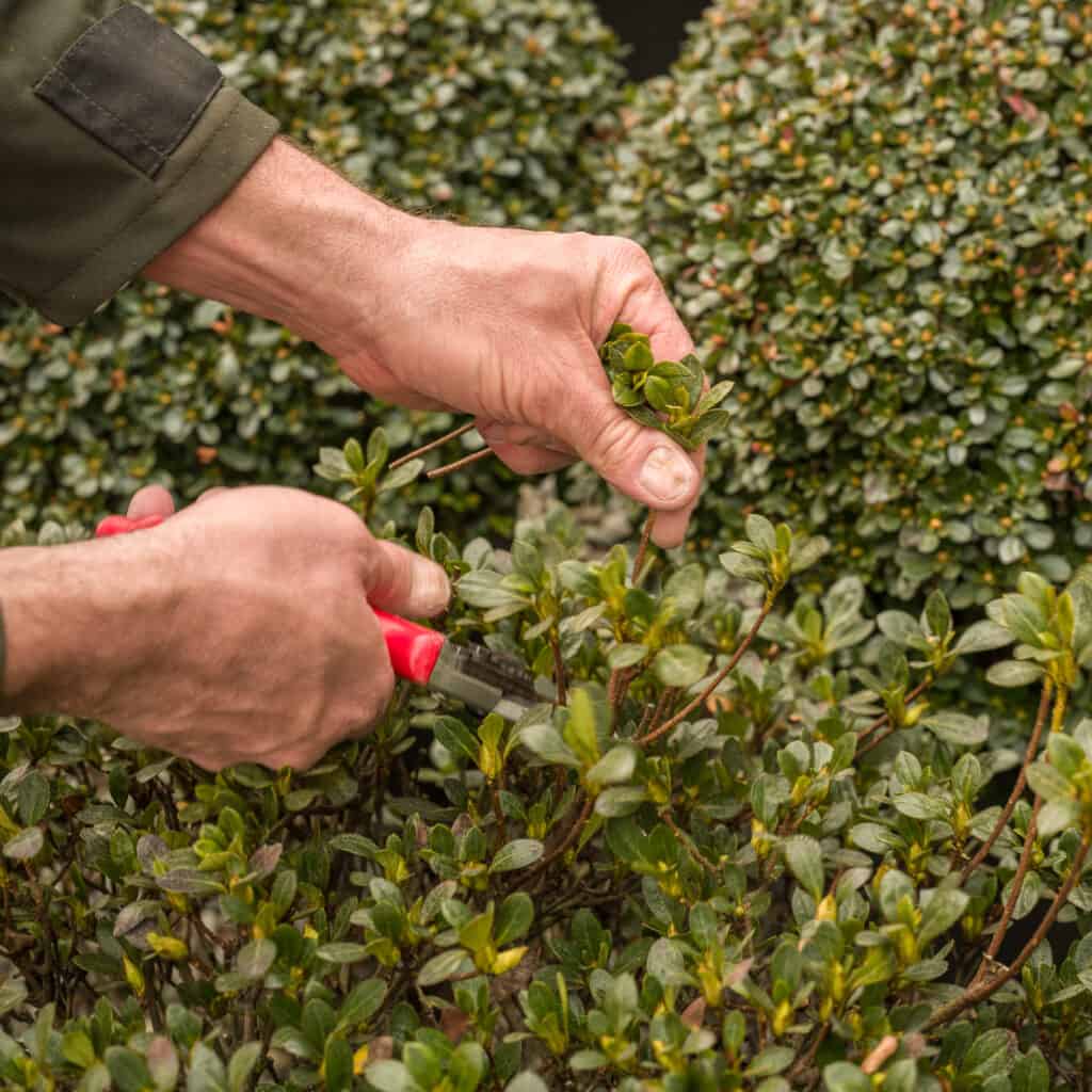 Formschnitt japanischer Azaleen als zünslerresistente Alternative zu Buchs im Gartenbau.