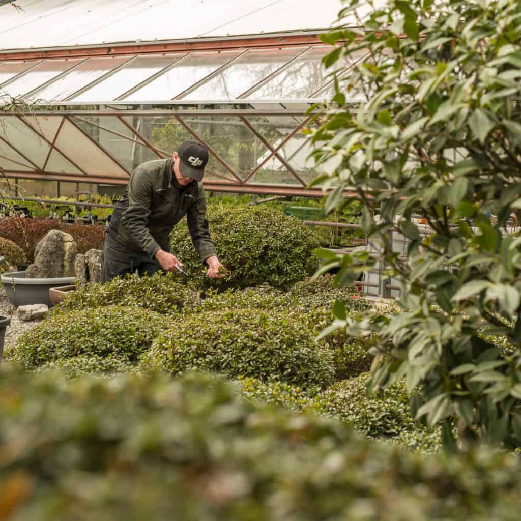 Pflegeschnitt an japanischen Azaleen – formstarke, zünslerfreie Alternative zu Buchs im professionellen Gartenbau.