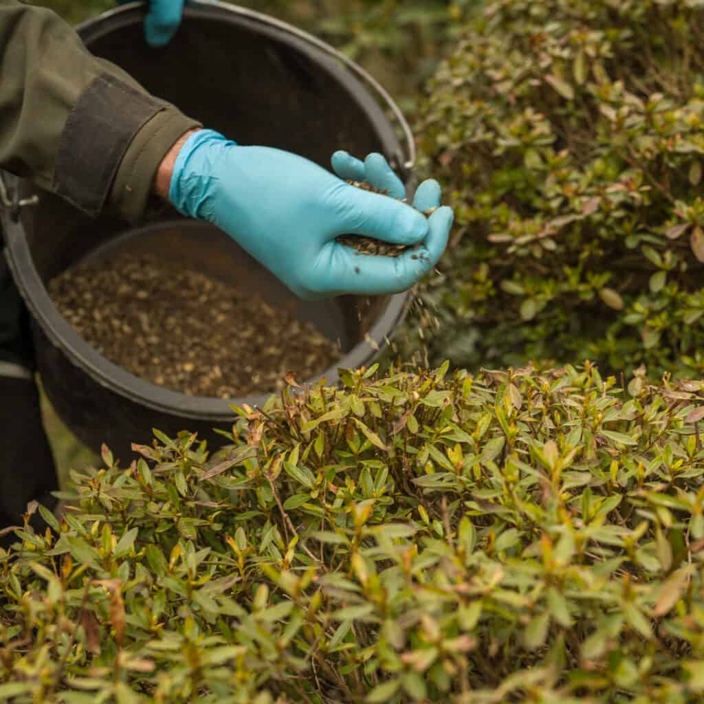 Düngung von japanischen Azaleen im Garten mit organischem Dünger