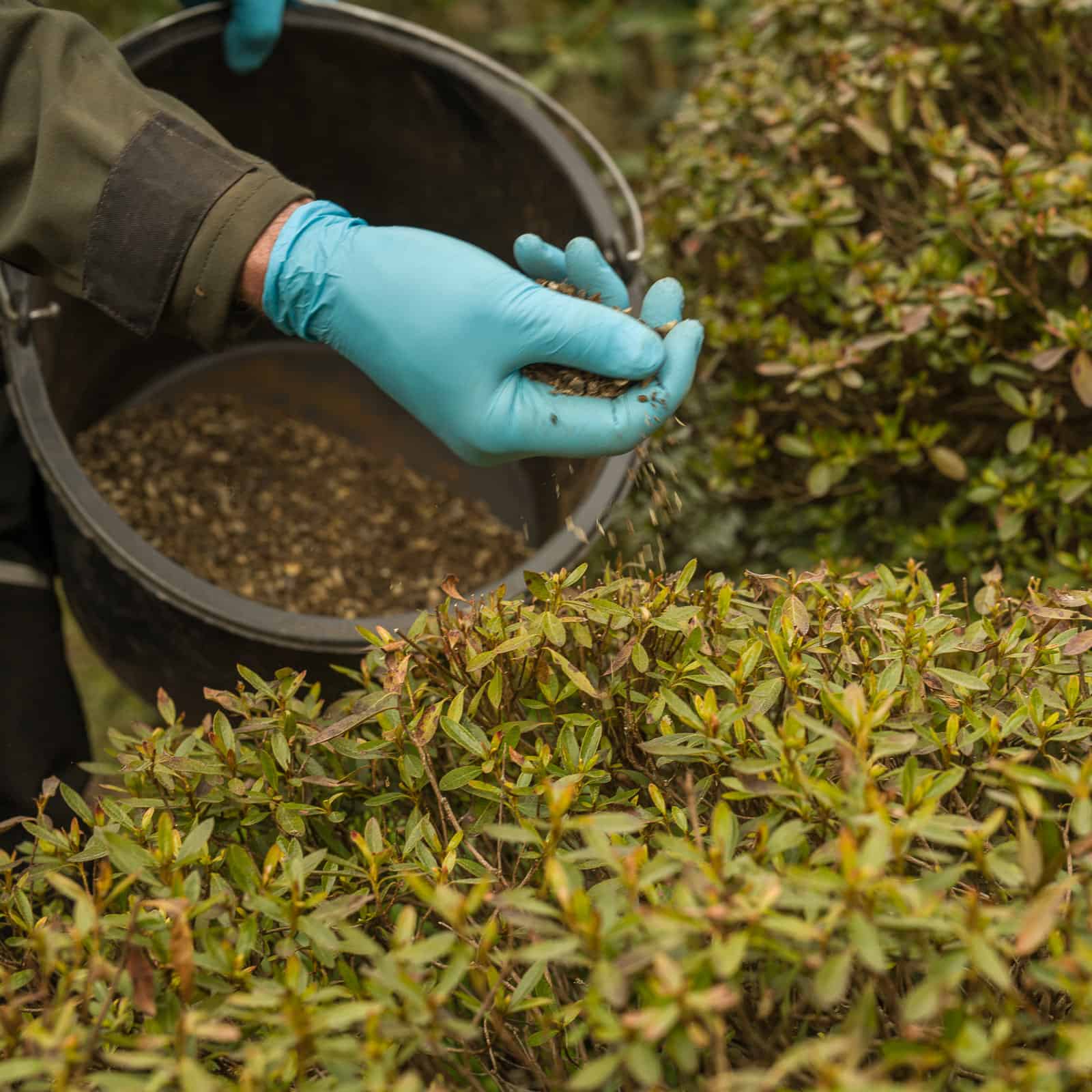 rhododendron dünger auch für andere pflanzen Rhododendron Dünger flüssig 500ml - 10 L
