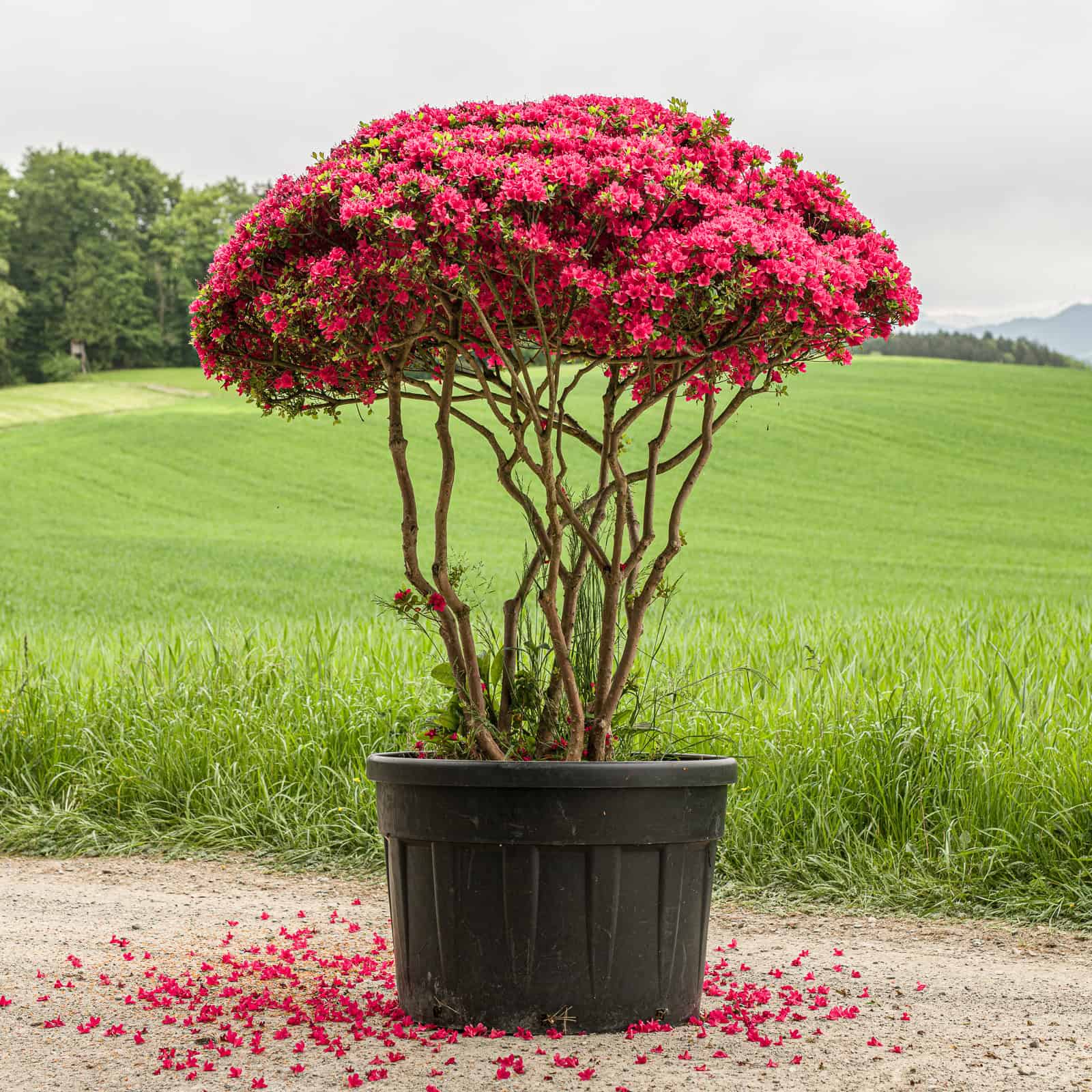 Japanische Azalee 'Hino Crimson' in Schirmform – magenta blühend, zünslerfreie Buchs-Alternative für Schweizer Gärten