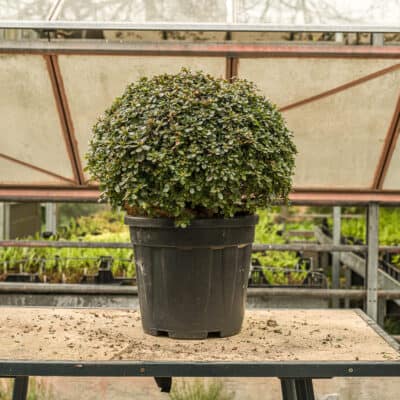 Japanische Azalee Hino Crimson als kugelförmiges Formgehölz im Topf