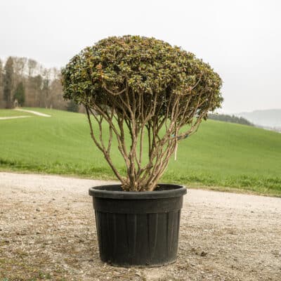 Japanische Azalee Hino Crimson Schirmform 100 cm im Schweizer Garten