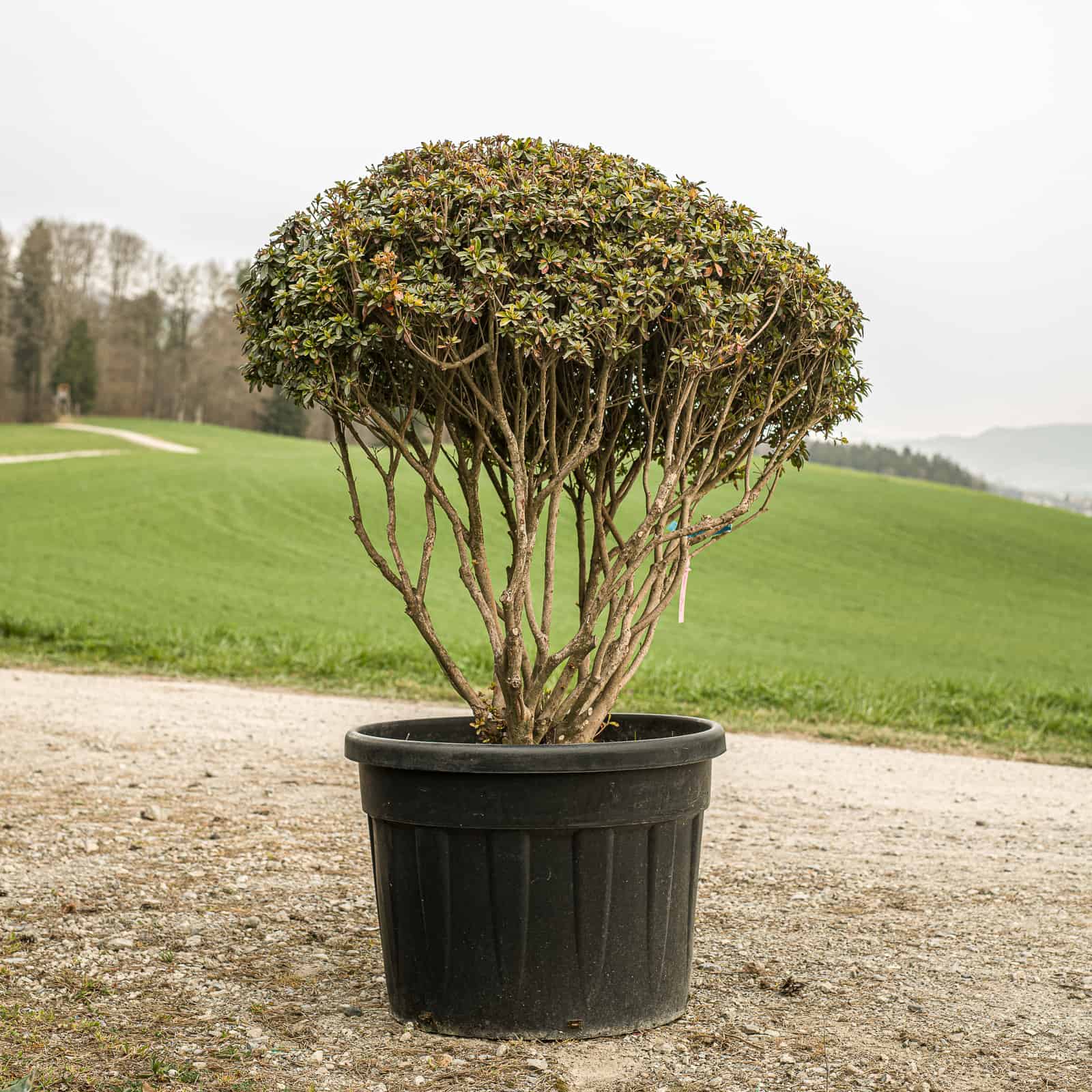 Japanische Azalee 'Hino Crimson' als Schirmform, Ø 100 cm, magenta blühend – Formgehölz kaufen Schweiz