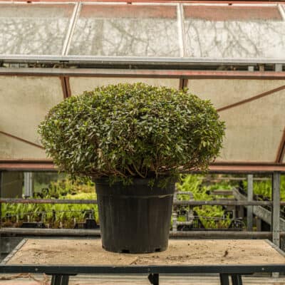 Japanische Azalee Purple Splendor als kompakte Kugelform im Topf