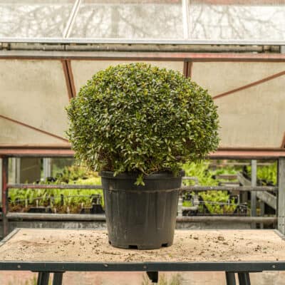 Japanische Azalee Purple Splendor als dicht geschnittene Kugelform im Topf