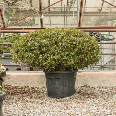 Japanische Azalee Purple Splendor Schirmform 120 cm im Schweizer Garten