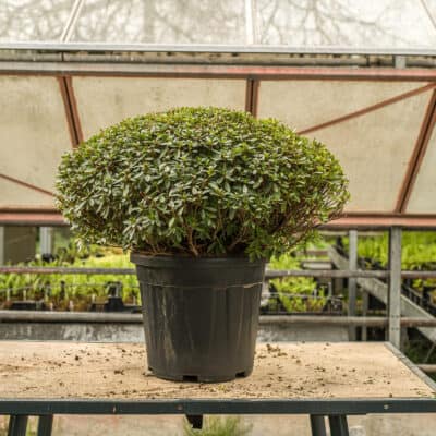 Japanische Azalee Purple Splendor Schirmform 80 cm im Schweizer Garten