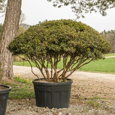 Grosse japanische Azalee in Schirmform als Formgehölz im Topf