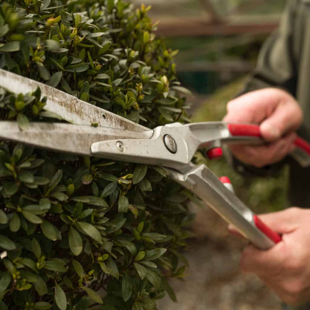 Nahaufnahme Formschnitt japanischer Azaleen – pflegeleichte, zünslerfeste Alternative zu Buchs.