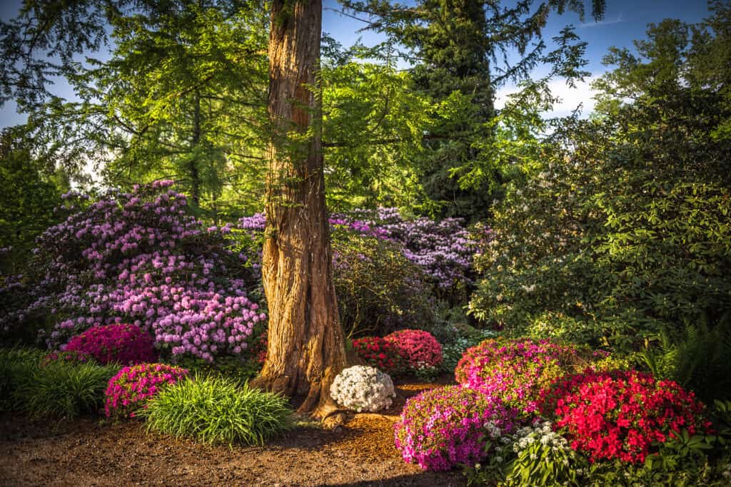 Japanische Azaleen in verschiedenen Farben in einer Gartengestaltung