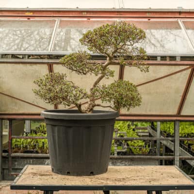 Japanische Bonsai-Azalee Satsuki als Formgehölz im Topf