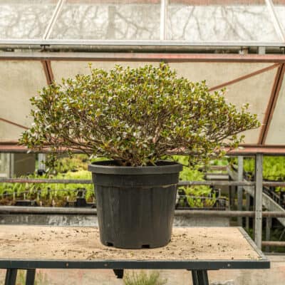 Japanische Satsuki-Azalee Haru no sono Rhododendron indicum