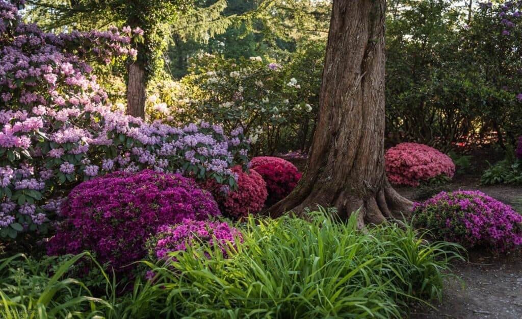 Japanische Azaleen und Rhododendron in voller Blüte im Park Seleger Moor – farbige Kugelformen im Waldgarten.