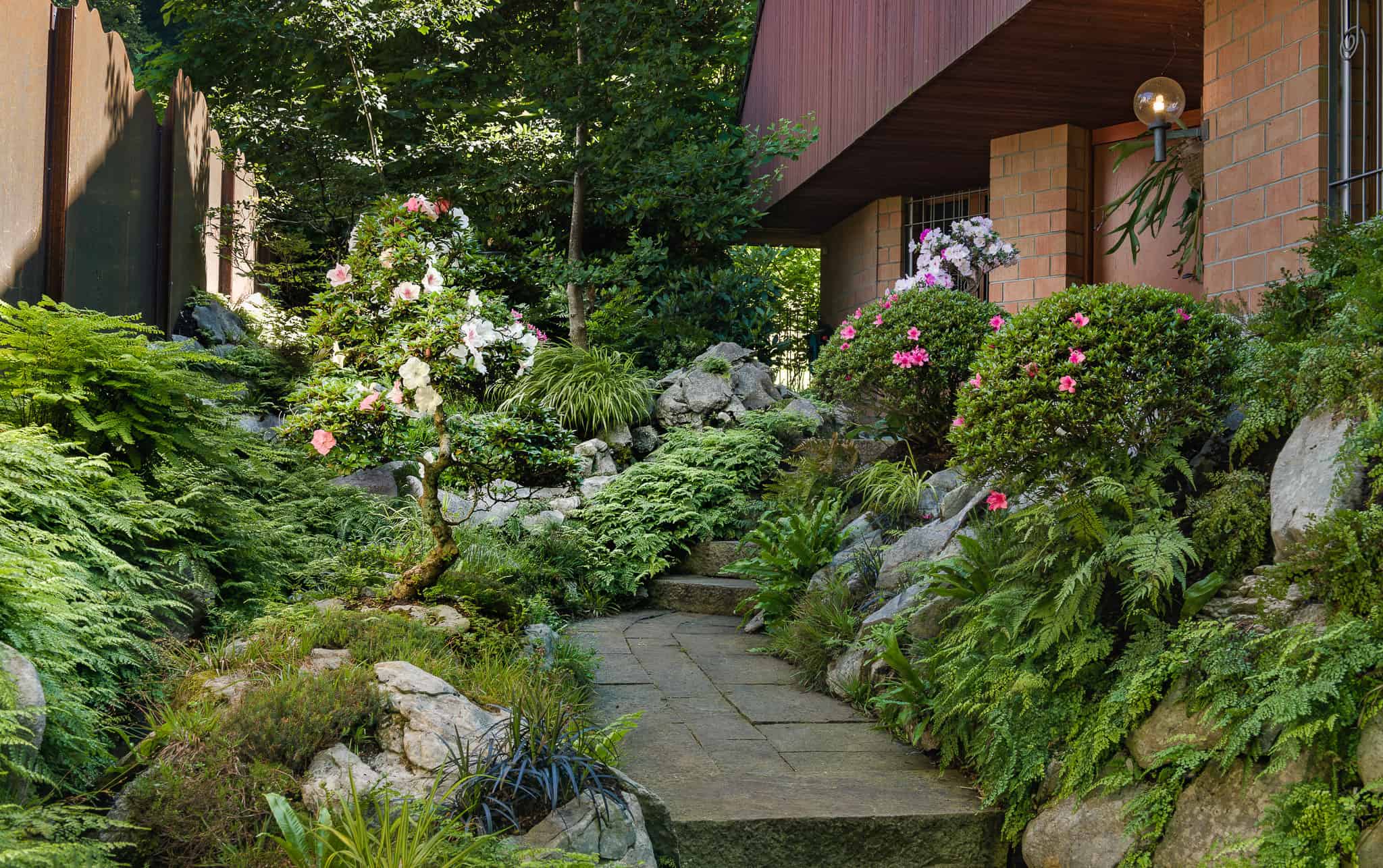 Japanische Azaleen in einem privaten japanischen Steingarten mit Farnen und Naturfelsen.