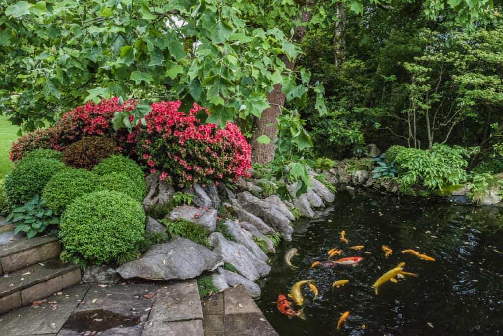 Japanische Azaleen und Buchs-Kugeln an einem Koi-Teich in einem privaten Garten mit Natursteinen.