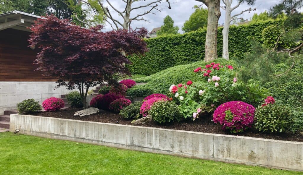 Frisch gestalteter Privatgarten in der Region Zürich–Zug–Luzern mit japanischen Azaleen, Pfingstrosen und Acer palmatum.