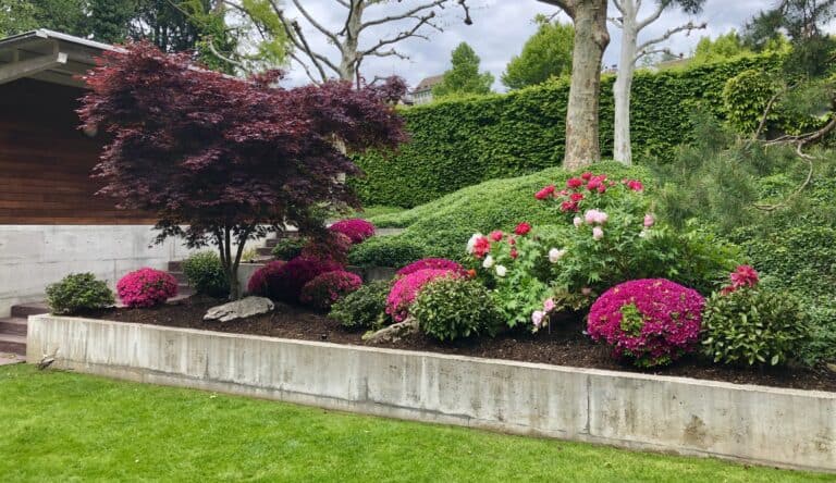Frisch gestalteter Privatgarten in der Region Zürich–Zug–Luzern mit japanischen Azaleen, Pfingstrosen und Acer palmatum.
