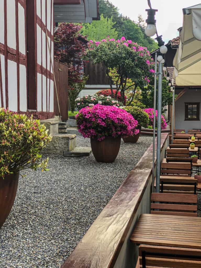 Azalee ‘Purple Splendor’ in Töpfen – formstarke, blühende und zünslerfreie Alternative zu Buchs in der Aussen­gestaltung eines Hotel-Restaurants.