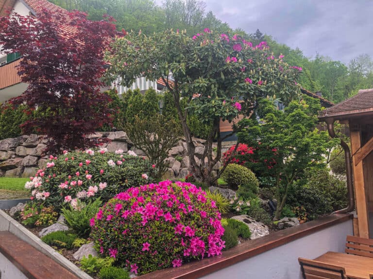 Kugelige Kurume-Azaleen und Rhododendron in der Gartengestaltung eines Hotel-Restaurants – zünslerfreie, farbige Alternative zu Buchs.
