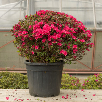 Japanische Azalee 'Hino Crimson' in Kugelform – magenta blühend, zünslerfreie Buchs-Alternative für Schweizer Gärten