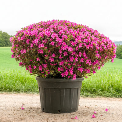 Japanische Azalee 'Purple Splendor' in Schirmform – pink blühend, zünslerfreie Buchs-Alternative für Schweizer Gärten