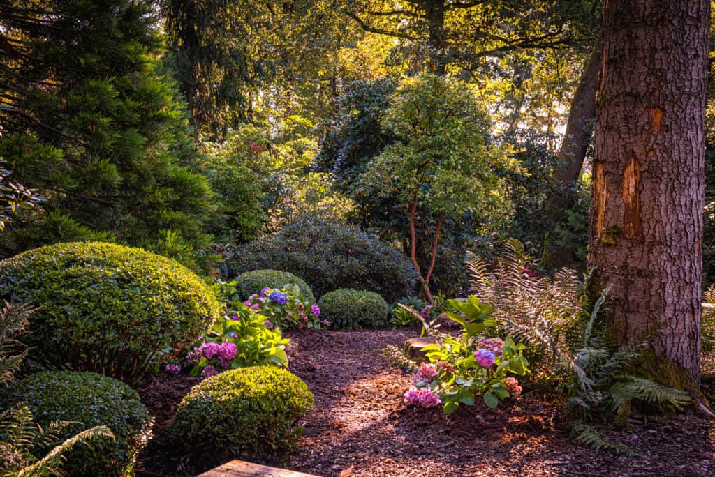 Kugelig geschnittene japanische Azaleen und Hortensien im Park Seleger Moor – zünslerfreie Alternative zu Buchs.