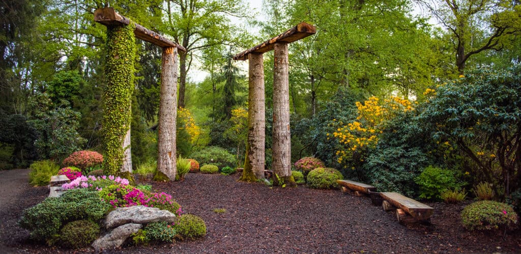 Japanese Azaleas terza natura