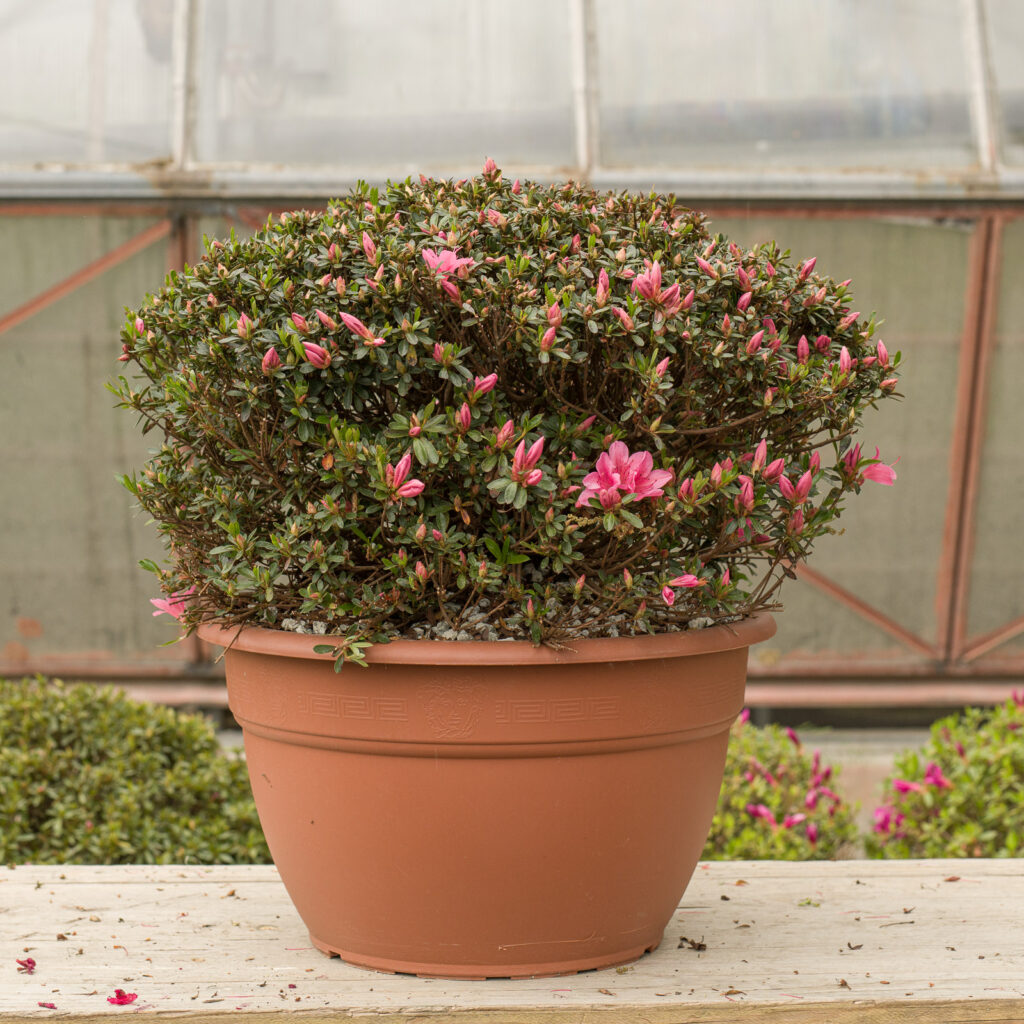 Japanische Azalee 'Nuccio's Lucky Charme' – lachs-rosa Blüten, zünslerfreie Buchs-Alternative für den Schweizer Garten