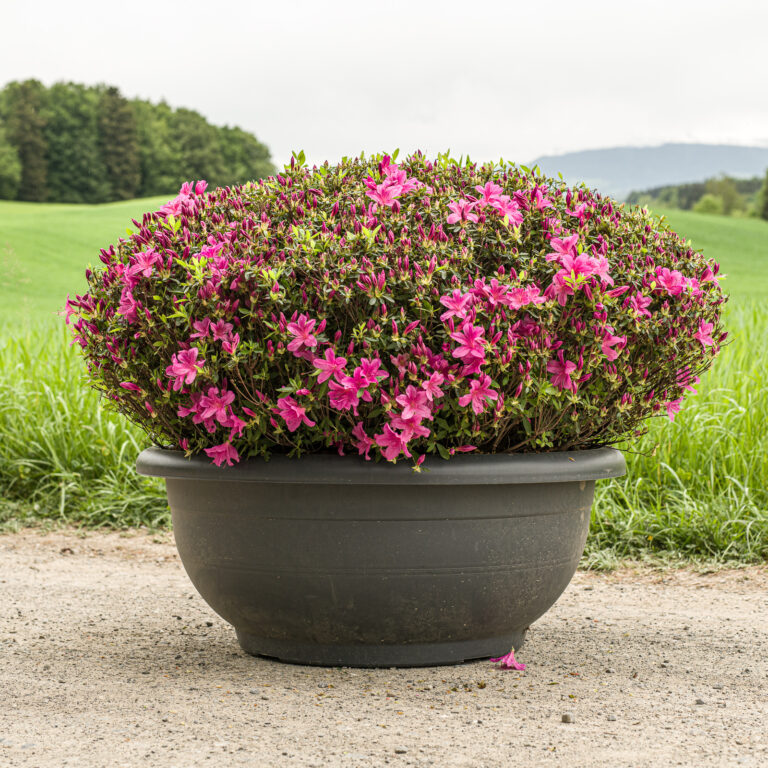 Japanische Azalee 'Purple Splendor' in voller Blüte – pink blühend, japanisches Formgehölz aus der Baumschule Rifferswil