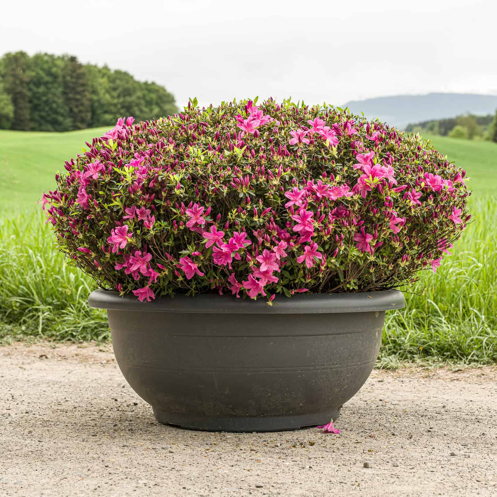 Japanische Azalee 'Purple Splendor' in voller Blüte – pink blühend, japanisches Formgehölz aus der Baumschule Rifferswil