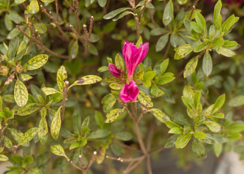 Satsuki Azalee mit interveinaler Chlorose durch Magnesiummangel – gelb gefleckte Blätter mit grünen Blattadern und braunen Nekrosen, dazu eine magentafarbene Blüte