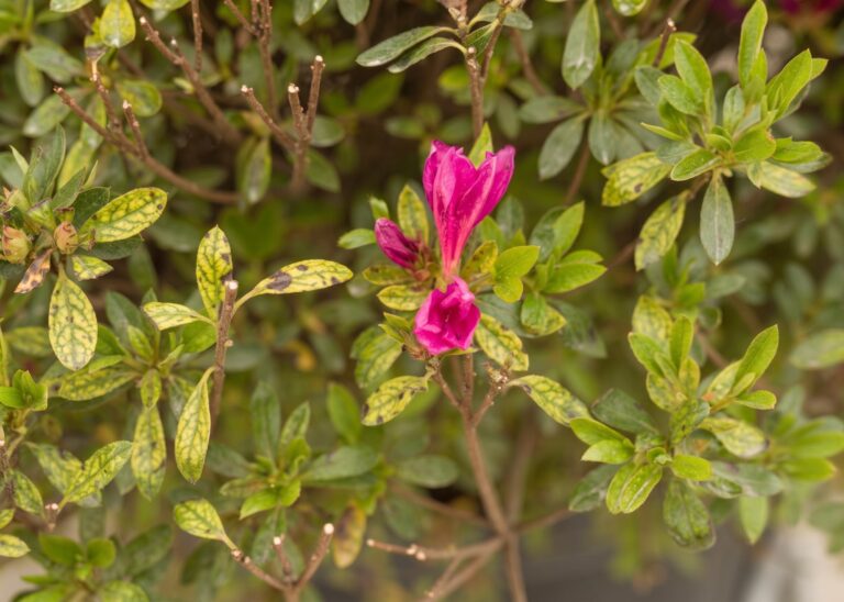 Satsuki Azalee mit interveinaler Chlorose durch Magnesiummangel – gelb gefleckte Blätter mit grünen Blattadern und braunen Nekrosen, dazu eine magentafarbene Blüte