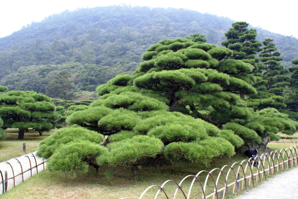 Wolkenförmig geschnittene Kiefern (Niwaki) im Ritsurin-Garten in Takamatsu, Japan, mit bewaldetem Hügel im Hintergrund